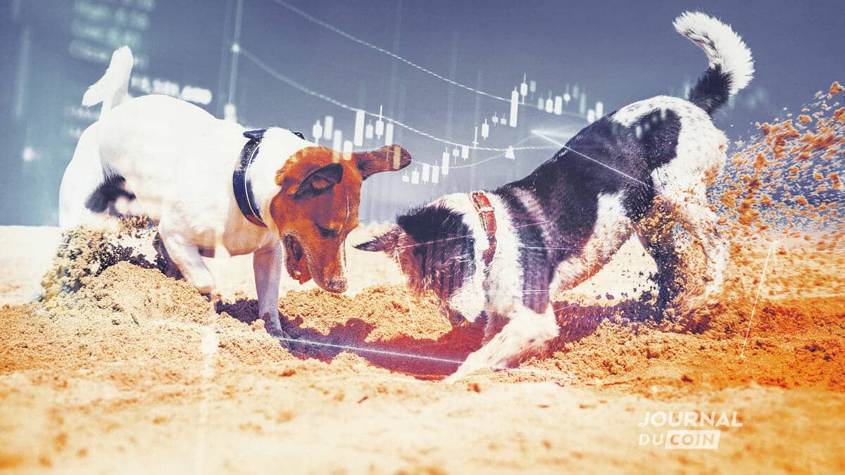 Deux chiens creusent dans le sable à la recherche du prix du rouble.