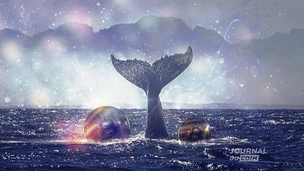 baleine btc bitcoin Whale