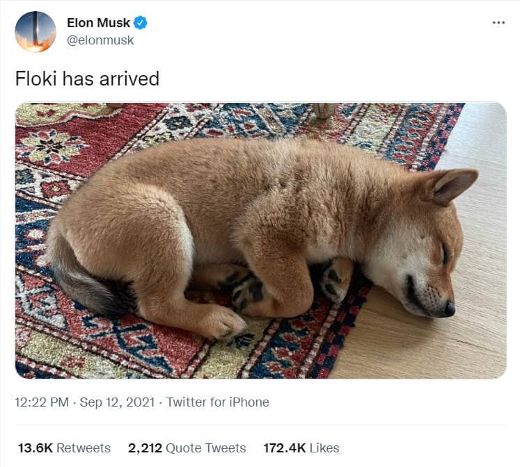 Elon Musk annonce l'arrivé de Floki