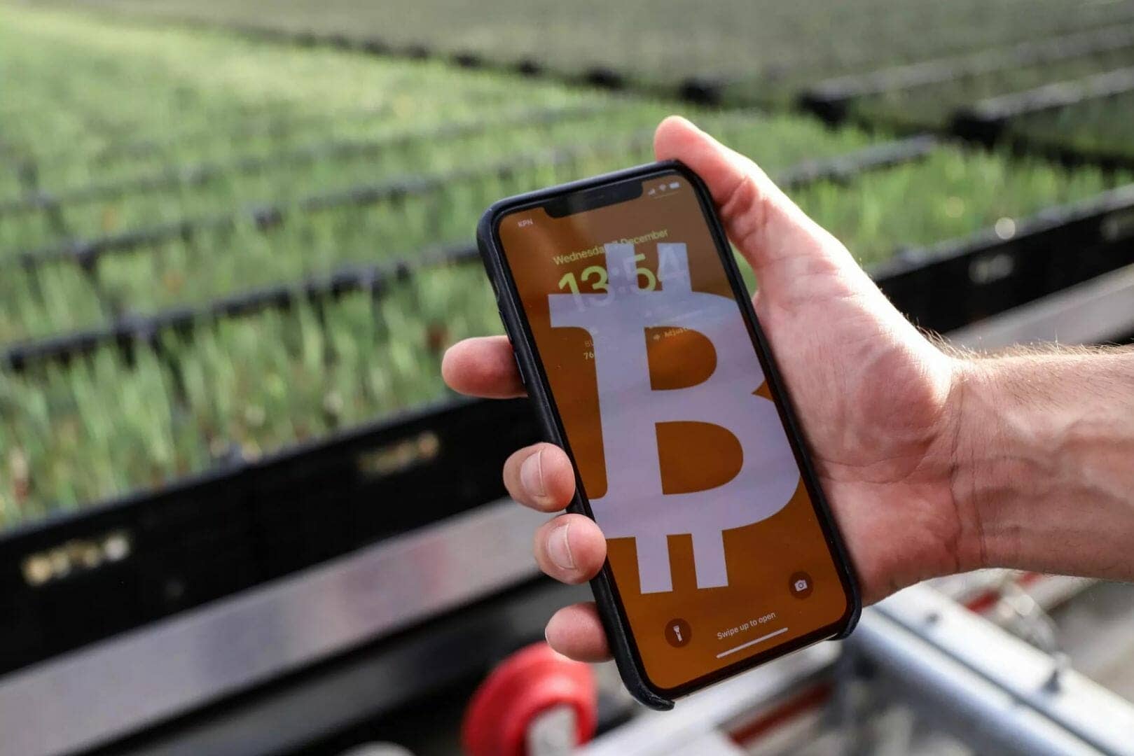 Téléphone portable montrant un Bitcoin tenu devant les plants de tulipes