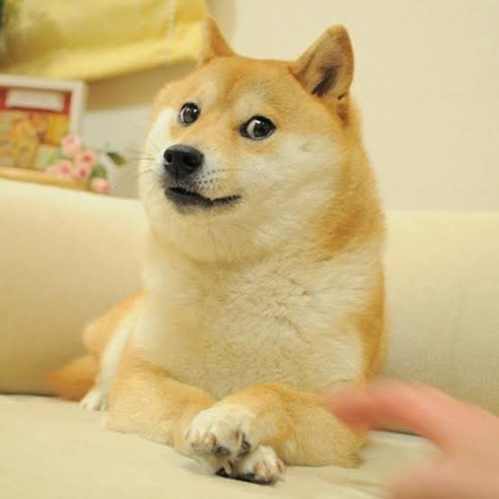 Shiba Inu emblème du Dogecoin